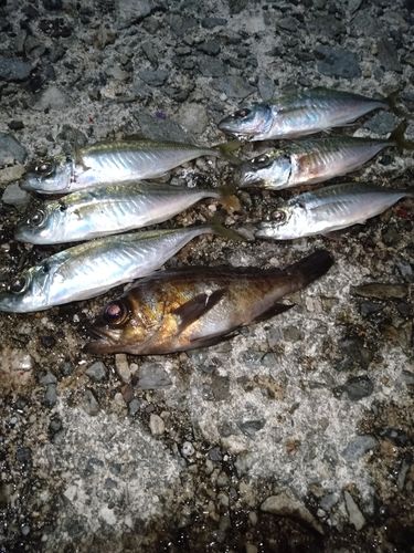マアジの釣果