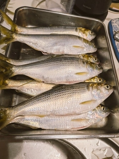 コノシロの釣果
