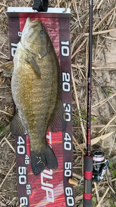 スモールマウスバスの釣果