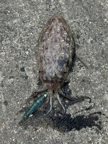 モンゴウイカの釣果