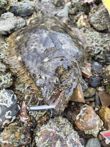ヒラメの釣果
