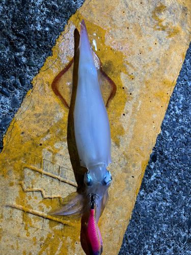 アカイカの釣果