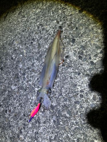 アカイカの釣果