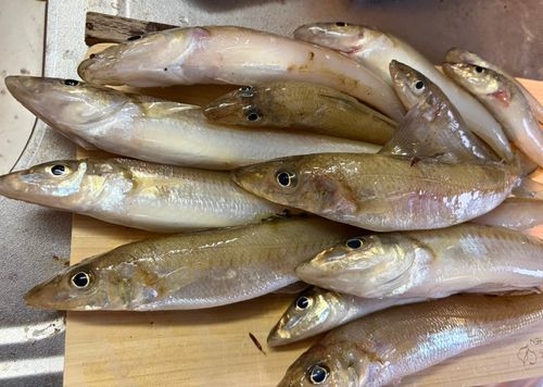 キスの釣果
