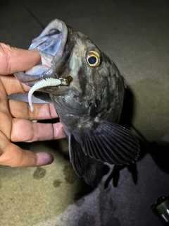 クロソイの釣果