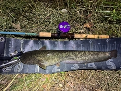 ナマズの釣果