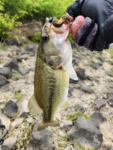 ラージマウスバスの釣果