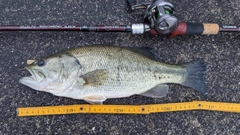 ブラックバスの釣果