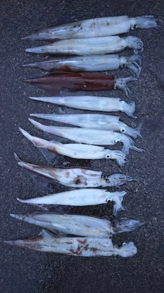 ヤリイカの釣果