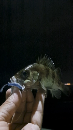 シロメバルの釣果