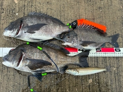 チヌの釣果