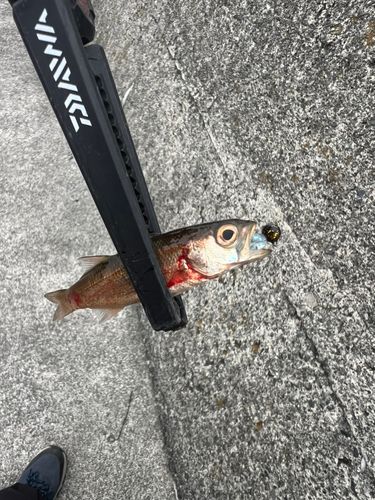 ムツの釣果