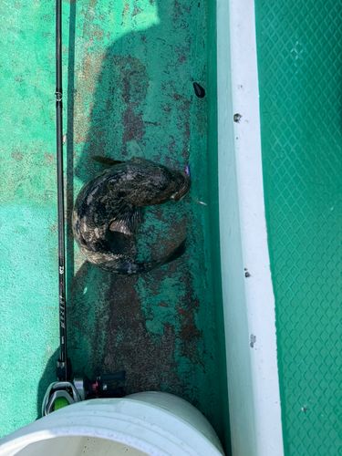 アイナメの釣果
