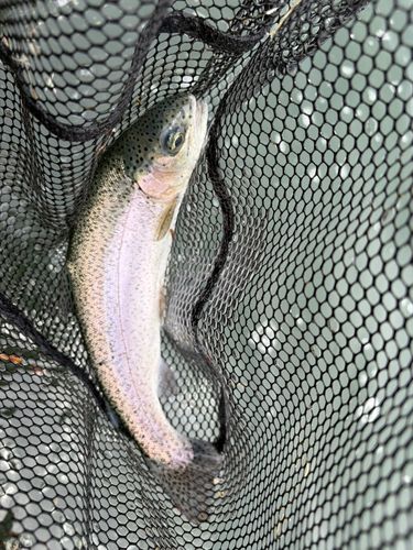 ニジマスの釣果