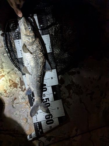 ニゴイの釣果