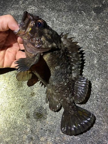 ソイの釣果