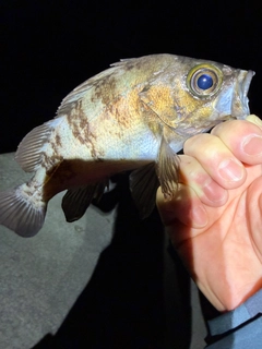 ウスメバルの釣果