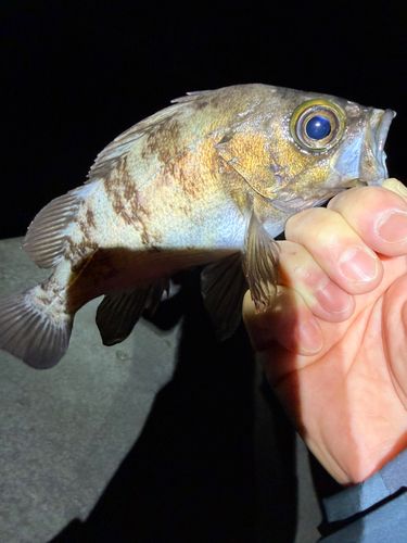 ウスメバルの釣果
