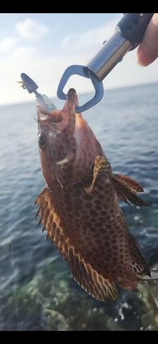オオモンハタの釣果