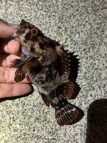 ソイの釣果