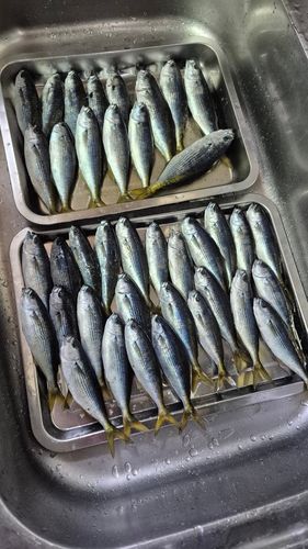 タカベの釣果