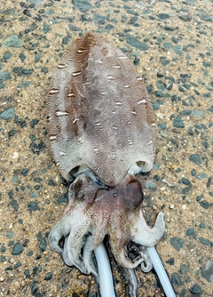 コウイカの釣果