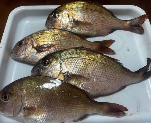 タイの釣果