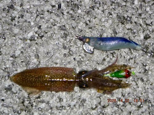 ヒイカの釣果