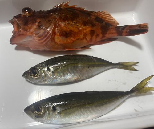 アジの釣果