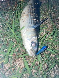 ボラの釣果