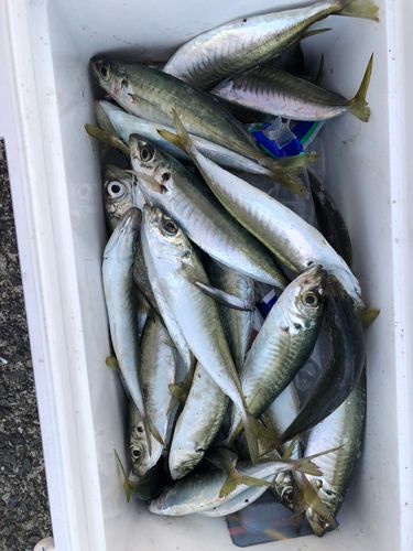 アジの釣果