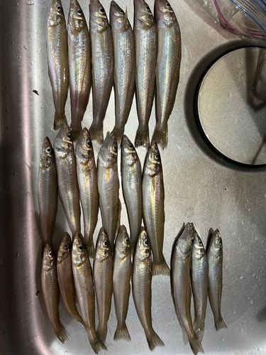 キスの釣果