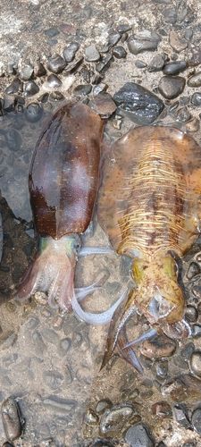 アオリイカの釣果