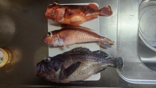 アマダイの釣果