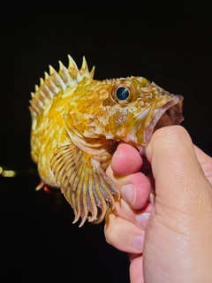 ガシラの釣果