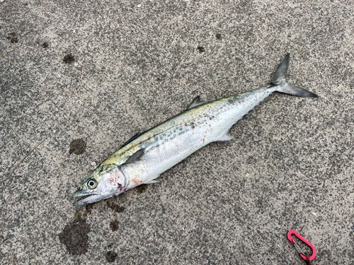 サゴシの釣果