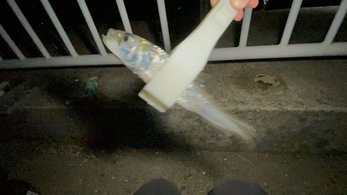 イワシの釣果