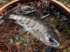 ヤマメの釣果