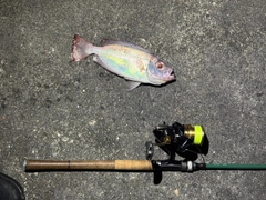ゴマヒレキントキの釣果
