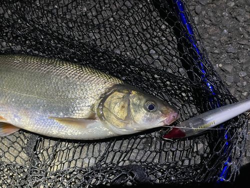 マルタウグイの釣果