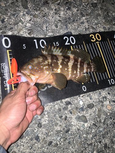 アコウの釣果