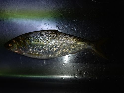 コノシロの釣果