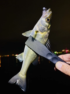 セイゴ（マルスズキ）の釣果