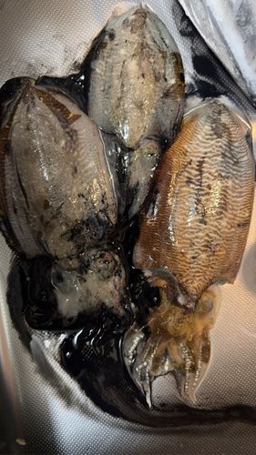 コウイカの釣果
