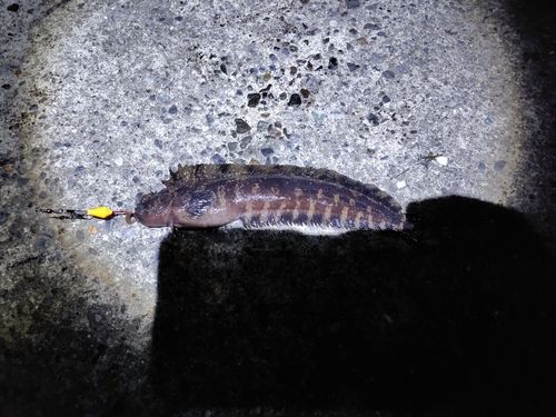 フサギンポの釣果