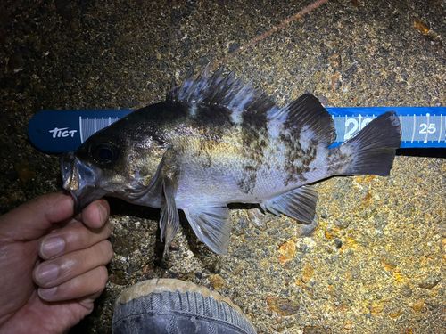 メバルの釣果