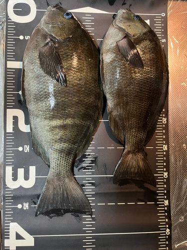 メジナの釣果