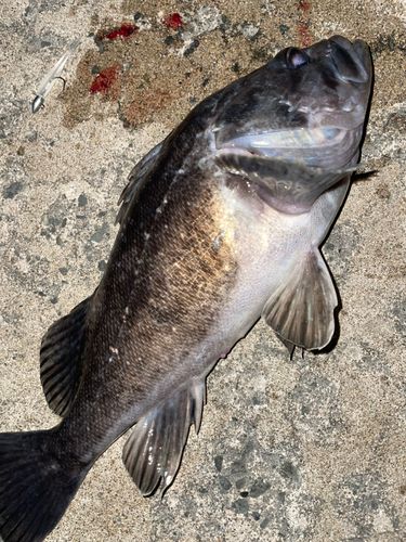 クロソイの釣果