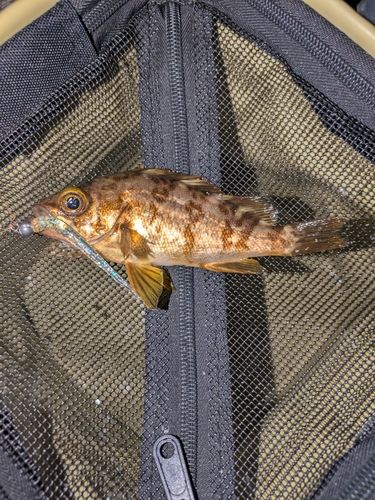 メバルの釣果