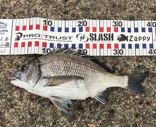 クロダイの釣果